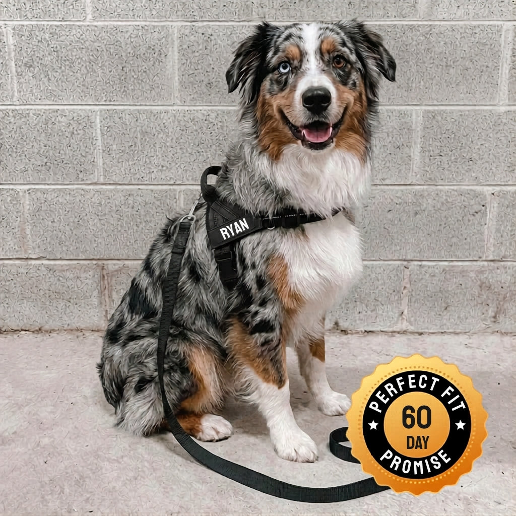 Golden Retriever sitting calmly wearing the Brindle harness